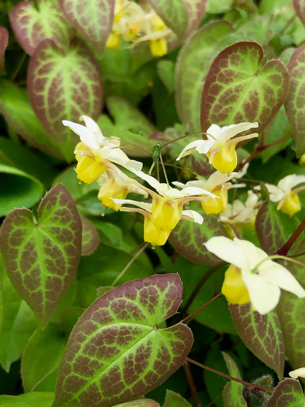 Botanical Extract Processing