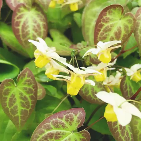 Botanical Extract Processing